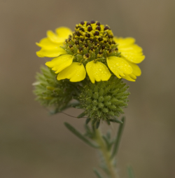 Photo taken at Twin Lakes State Park, Santa Cruz County © 2007 Dylan Neubauer.  